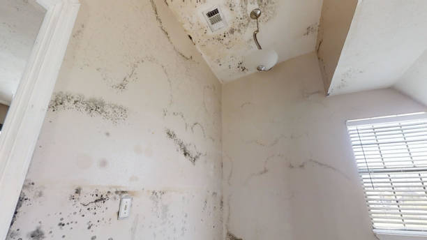 Best Asbestos and Lead Testing During Mold Inspection  in Corydon, IN