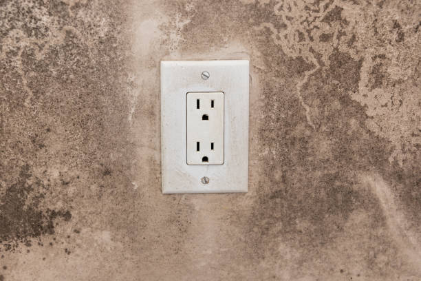 Best Emergency Mold Remediation  in Corydon, IN